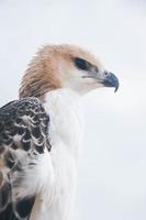 Portrait of a falcon and falcon in various poses photo