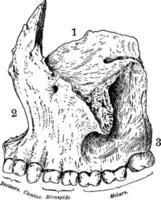 Human Maxillary, Upper Jaw Bone, vintage illustration. vector