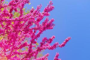 Pink Sakura flower thailand blooming. photo