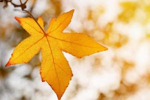 hoja de otoño, viejas hojas de arce naranja, follaje seco de árboles, enfoque suave, temporada de otoño, un cambio de naturaleza, luz solar brillante y suave foto