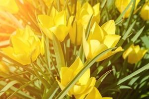 fondo de pascua de primavera con hermosos tulipanes amarillos. fondo de flores de verano foto