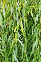 Weeping willow background, weeping willow foliage. Green foliage photo