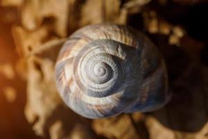 concha de caracol en espiral, luz natural foto