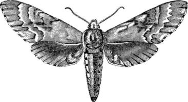 Sphinx Moth, vintage illustration.