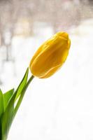 A beautiful yellow tulip in front of the pastel light from a window photo