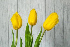 A beautiful boquet of yellow tulips in front of the striped wall photo