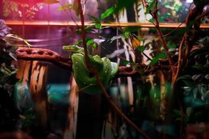 Green snake on the branch photo