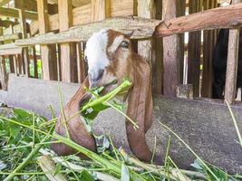 goat. Portrait of a goat from Indonesia while eating green leaves and grass in an animal pen photo