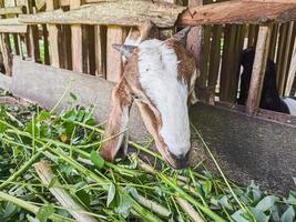 goat. Portrait of a goat from Indonesia while eating green leaves and grass in an animal pen photo