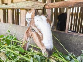 goat. Portrait of a goat from Indonesia while eating green leaves and grass in an animal pen photo