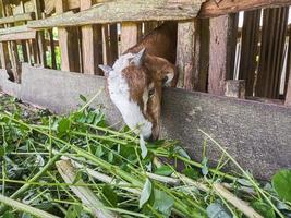 goat. Portrait of a goat from Indonesia while eating green leaves and grass in an animal pen photo