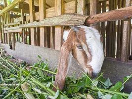 goat. Portrait of a goat from Indonesia while eating green leaves and grass in an animal pen photo