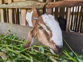 goat. Portrait of a goat from Indonesia while eating green leaves and grass in an animal pen photo