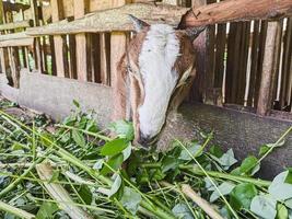 goat. Portrait of a goat from Indonesia while eating green leaves and grass in an animal pen photo