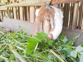 goat. Portrait of a goat from Indonesia while eating green leaves and grass in an animal pen photo