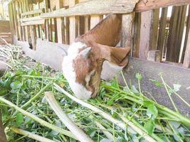 goat. Portrait of a goat from Indonesia while eating green leaves and grass in an animal pen photo