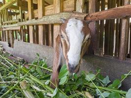 goat. Portrait of a goat from Indonesia while eating green leaves and grass in an animal pen photo