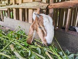 goat. Portrait of a goat from Indonesia while eating green leaves and grass in an animal pen photo