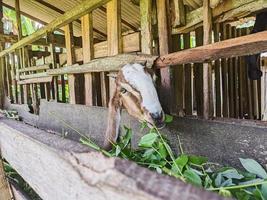 goat. Portrait of a goat from Indonesia while eating green leaves and grass in an animal pen photo