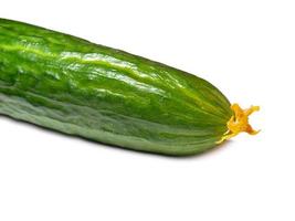 Smooth medium cucumber. Cucumber on a white background. Vegetable isolate. Fresh ripe vegetable  . cucumber flower photo