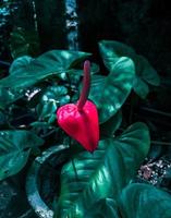 Anthurium flower in a garden. photo