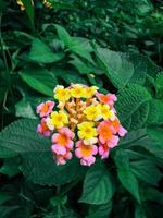 Tiny bouquet of flower. photo