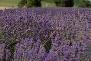 texture of fields full of lavender with its vivid deep purple colors, in July 2022 in sale san giovanni photo