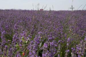 texture of fields full of lavender with its vivid deep purple colors, in July 2022 in sale san giovanni photo