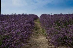 texture of fields full of lavender with its vivid deep purple colors, in July 2022 in sale san giovanni photo