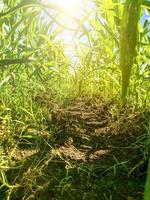 campo de maíz en el jardín de la granja. ángulo bajo de la luz del sol foto
