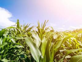 corn field in farm garden. sunlight photo