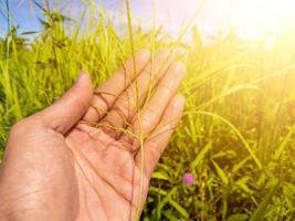 one hand of a young man holding the tip of a wild plant photo