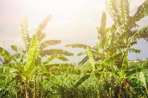 Green banana plant blowing in the wind in the field photo