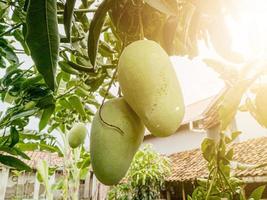 fruta de mango colgando en el patio foto