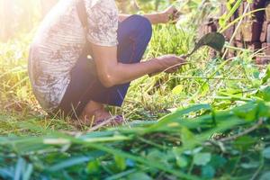 a farmer cutting the weeds with a sickle photo