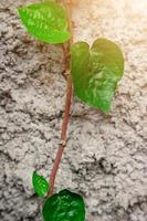 betel leaf plant hanging on a cement wall background photo