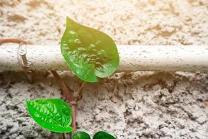 betel leaf plant hanging on a cement wall background photo