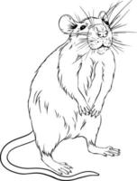 Rat. Black and white drawing vector. For colouring books of your books. vector