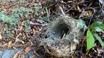 Fallen empty bird nest. abandoned Empty Bird nest fall on pile of dry leaves photo