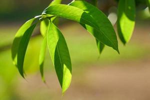 abstract background bokeh from green leaves. Concept bokeh from nature, soft and selective focus. photo