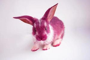 Pink cute little rabbit is sitting on a white background. The concept of the new year, Easter. 2023 year of the black water rabbit photo