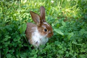 A red rabbit is sitting on a green clover lawn. The concept of Easter, New Year, animal husbandry photo