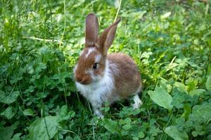 un conejo rojo está sentado en un césped de trébol verde. el concepto de pascua, año nuevo, ganadería foto