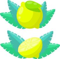 Lemon and green lime. Yellow sour fruit. Set of objects with vitamin C. Cut food. Cartoon flat illustration. Drop of juice. Icon logo vector