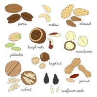 conjunto de nueces dibujadas a mano. vector