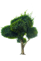 albero isolato su png sfondo, collezione di alberi può essere illustrato.