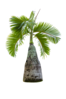 Baum isoliert auf png-Hintergrund, Sammlung von Bäumen kann dargestellt werden. png