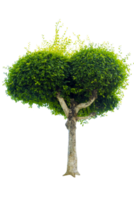 Tree isolated on PNG background, collection of trees can be illustrated.