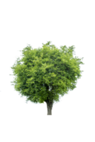 Tree isolated on PNG background, collection of trees can be illustrated.