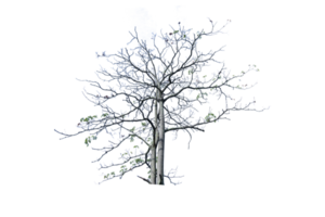 albero isolato su png sfondo, collezione di alberi può essere illustrato.